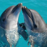 México prohíbe el uso de delfines y mamíferos marinos en espectáculos México prohíbe el uso de delfines y mamíferos marinos en espectáculos