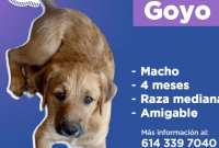 goyo