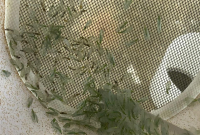 insectos-beneficos-6-1