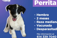 perrita