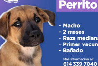 perrito-2