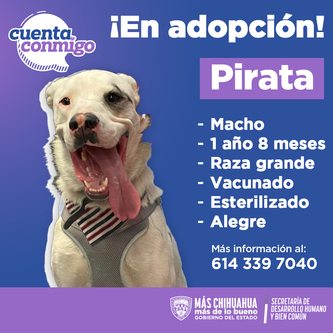 pirata-1