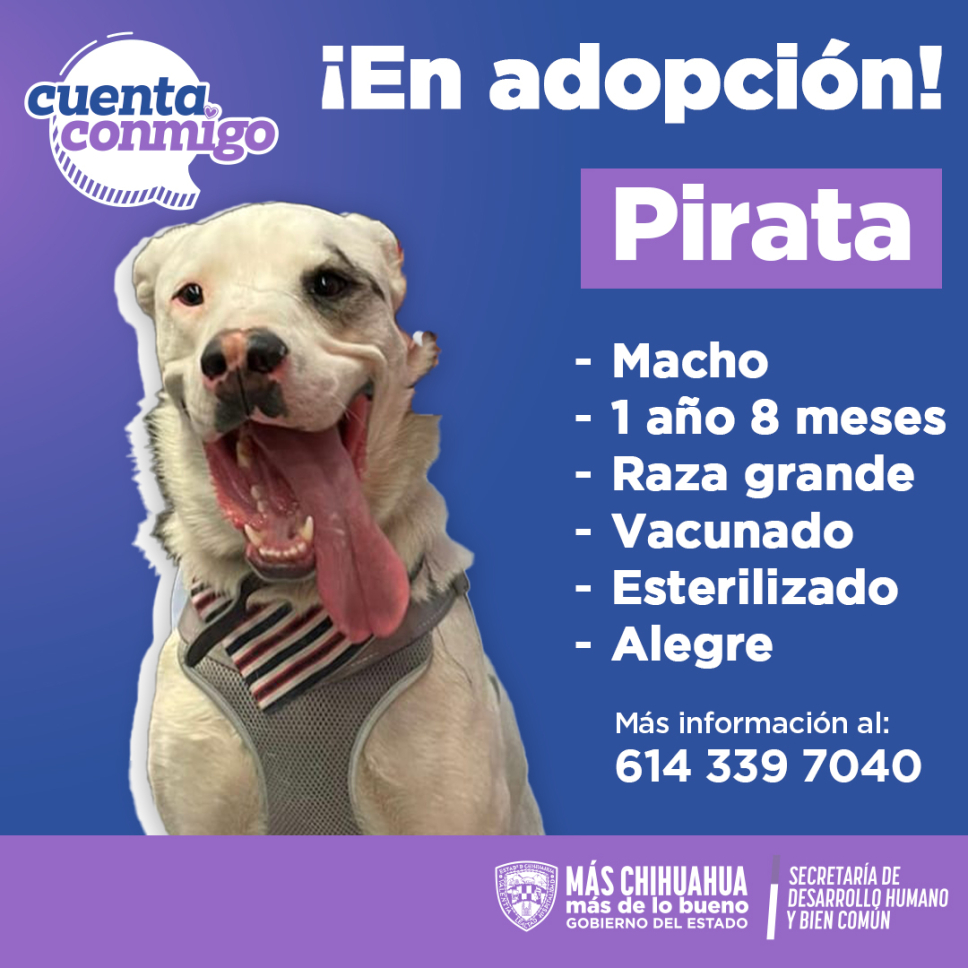 pirata-3