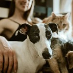 Hoy 30 de junio vence el plazo para sacar el RUAC de mascotas; ¿cómo tramitarlo? Hoy 30 de junio vence el plazo para sacar el RUAC de mascotas; ¿cómo tramitarlo?
