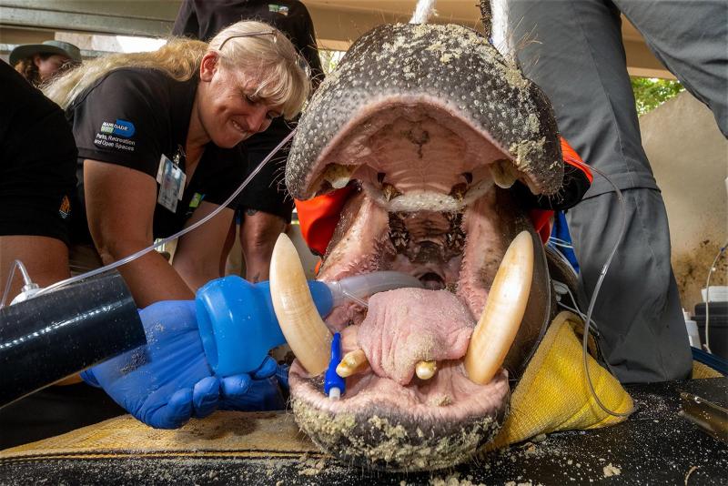 2d0edbf9c690e0524479e0249b8a499f47acf954w Zoológico de Miami somete a examen médico a su hipopótamo pigmeo en peligro de extinción - 2d0edbf9c690e0524479e0249b8a499f47acf954w-1024x684