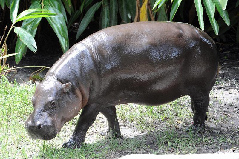 a151f273ca43e70b79f7bfd492f5f27421daf52ew Zoológico de Miami somete a examen médico a su hipopótamo pigmeo en peligro de extinción - a151f273ca43e70b79f7bfd492f5f27421daf52ew-1024x682
