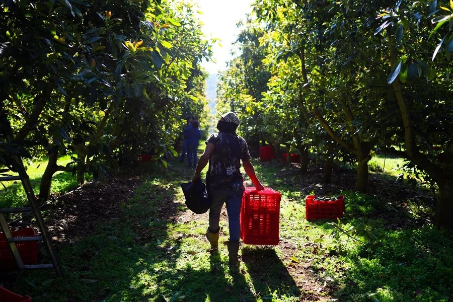 cultivo_aguacate_mexico La incertidumbre arancelaria ya provoca una "inflación de alimentos", advierte una Agencia de la ONU