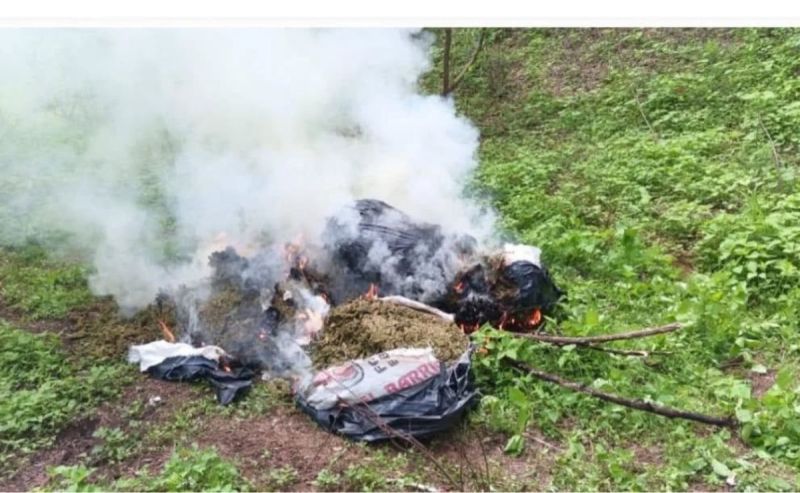 destruccion-de-droga-en-sinaloa Siguen operativos de fuerzas federales en Sinaloa; aseguran autos y drogas - destruccion-de-droga-en-sinaloa