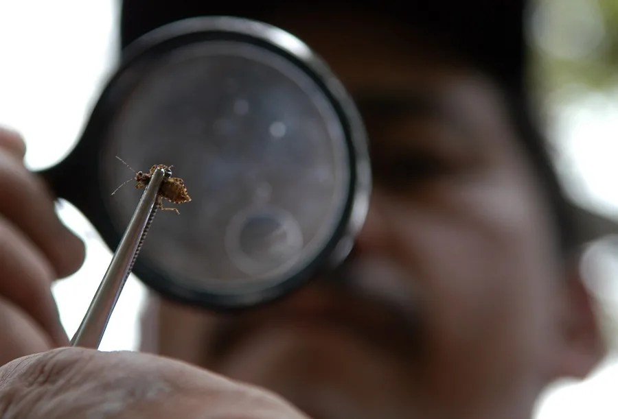 EE.UU. confirma que la enfermedad de Chagas es ya endémica y se expande a 32 estados