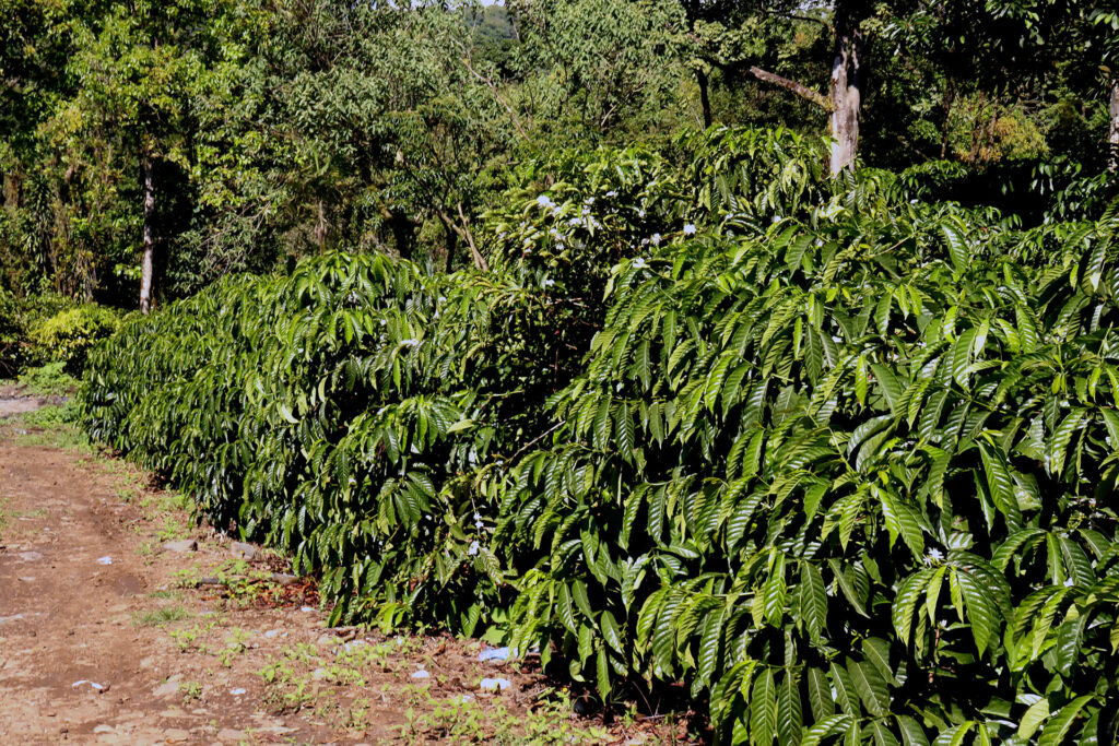 Migrantes haitianos y venezolanos salvan la cosecha de café en Tapachula - cab07ac3aab80d71fe978b9eb1ac773103fa3f53w-1024x683