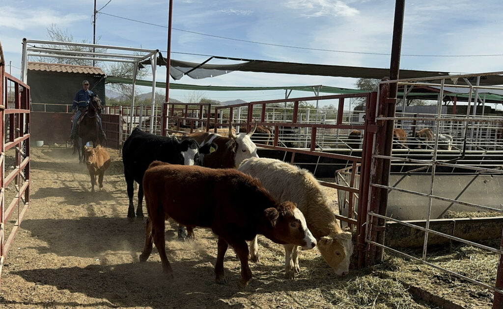 Agricultores ven resultados “contundentes” en acciones contra gusano barrenador - carne-gusano-barrenador-ganado-mexico-1024x630