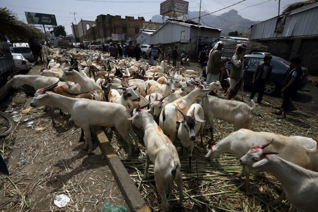 ganado-gusano-barrenador-1024x683-1 México suma 14 mil 321 casos de gusano barrenador y acelera esfuerzos entre bloqueo de EE.UU. - ganado-gusano-barrenador-1024x683