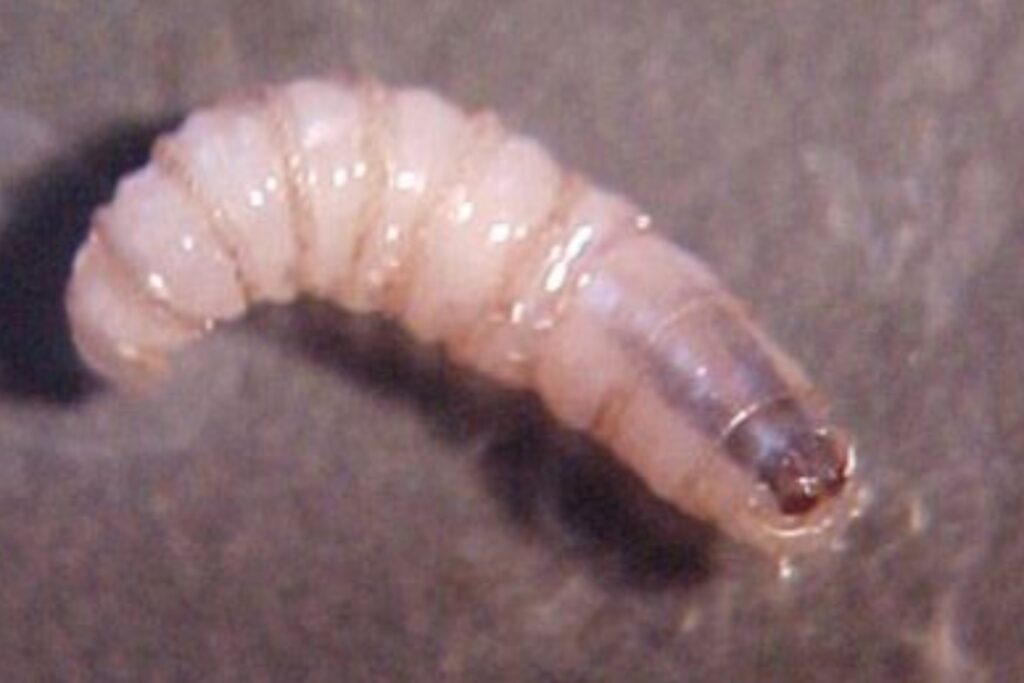 gusano-barrenador-1024x683-3 México suma 14 mil 321 casos de gusano barrenador y acelera esfuerzos entre bloqueo de EE.UU. - gusano-barrenador-1024x683