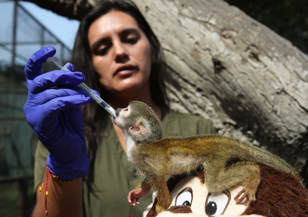 Bautizan como el Punch peruano a mono rescatado del tráfico de animales en la Amazonía - 4f09872ea542d31bbcd11fd77c57a3d9c98e27dbw-1024x724
