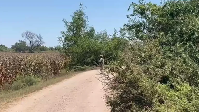 fuerzas-federales-realizan-operativos-con-drones-en-guasave-2da245b9-focus-0-0-1200-675