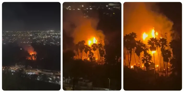 incendio-palmeras-f6faab29-focus-0-0-07-1200-675