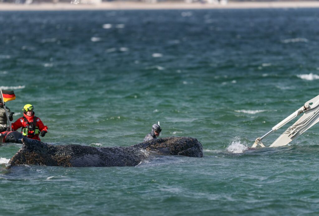 94b2d0ab5aee01dc52bd94bb35e5b0ba7a5a074cw-1024x693-1 El cadáver de ballena muerta frente a isla danesa es remolcado a la playa para la autopsia - 94b2d0ab5aee01dc52bd94bb35e5b0ba7a5a074cw-1024x693
