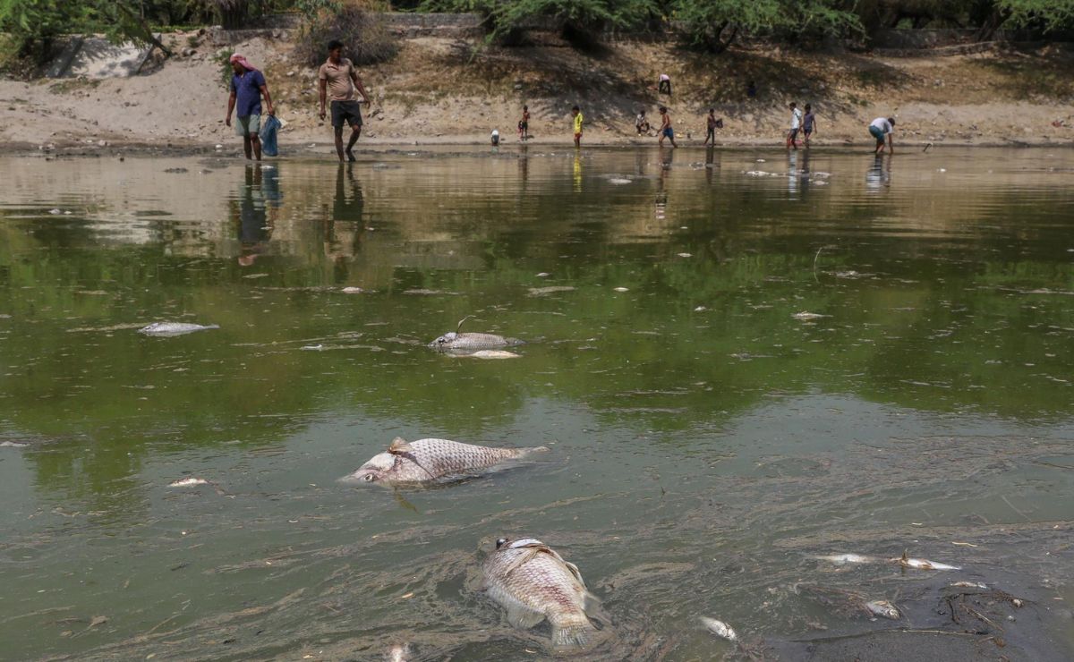 El calor extremo y la contaminación matan a cientos de peces en un lago de India - limpieza-del-lago-sanjay-por-la-muerte-de-peces