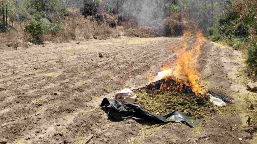Destruyen presunto secadero de marihuana en la zona del Lago Walamito, Sinaloa - marina-destruye-presunto-secadero-de-marihuana-en-la-zona-del-lago-walamito-sinaloa-1024x576