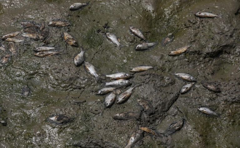 peces-muertos-en-el-lago-sanjay