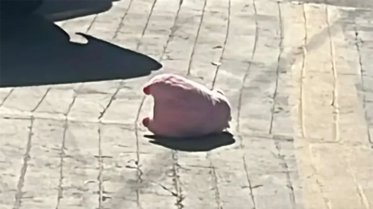 puerquitos-de-peluche-marcan-un-nuevo-modus-operandi-en-culiacan-2295184b-focus-0-0-1200-675