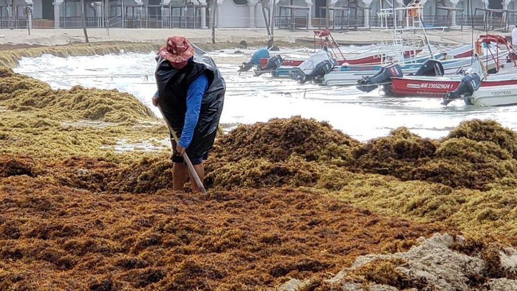 Sargazo impacta la salud de recolectores; esto provoca la macroalga - retiro-de-sargazo-arrastrado-a-playas-de-solidaridad-por-tormenta-tropical-cristobal