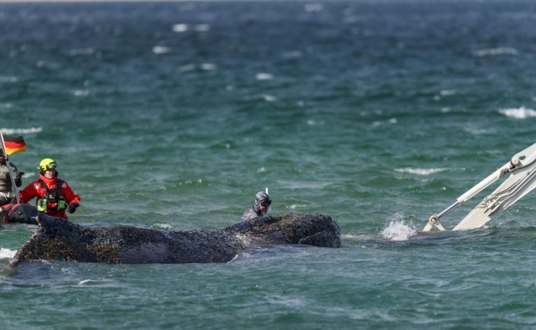 ballena-timmy-muerta-tras-ser-devuelta-al-mar