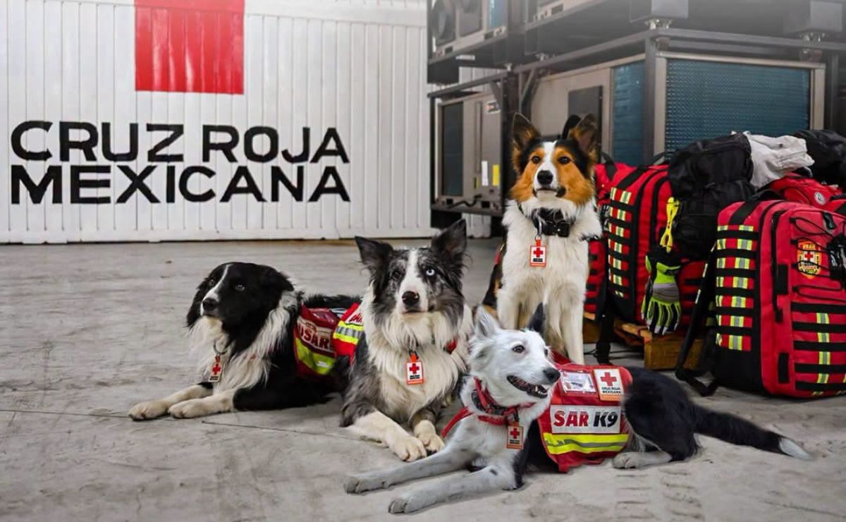 Estos son los 22 binomios caninos mexicanos que laboran en Venezuela por los sismos - binomios-caninos-de-la-cruz-roja-de-queretaro