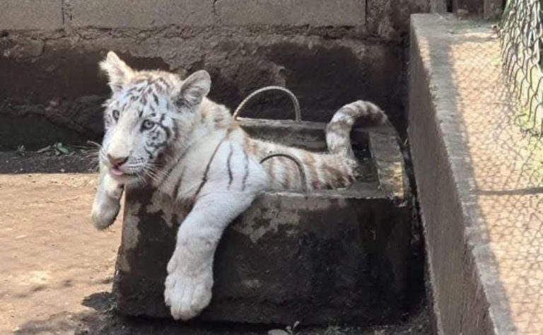 cachorro-de-tigre-de-bengala-asegurado-en-edomex