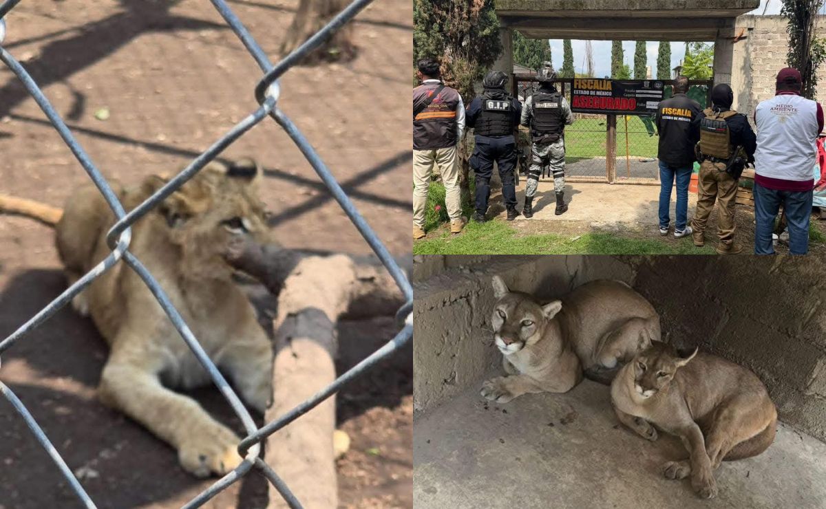 Hallan zoológico clandestino en Chalco; aseguran un tigre, león y dos pumas - decomiso-de-animales-exoticos-en-el-edomex