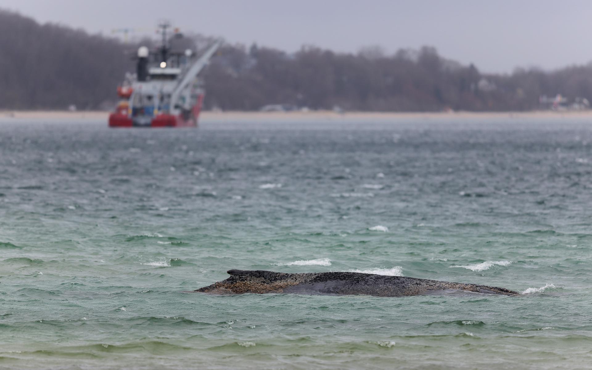 f3ff5aee4bc5550b09a238f9f8be8b6e4c59f18bw Ballena 'Timmy' que murió en Alemania será convertida en biocombustible - f3ff5aee4bc5550b09a238f9f8be8b6e4c59f18bw