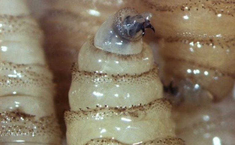 larva-de-cochliomyia-hominivorax-o-gusano-barrenador