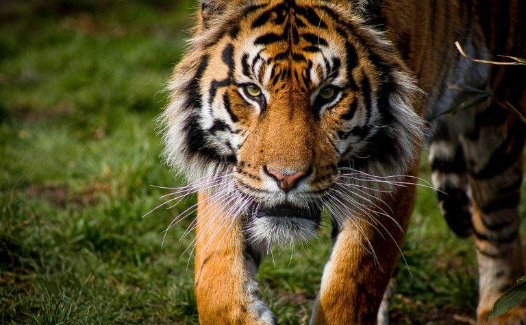 tigre