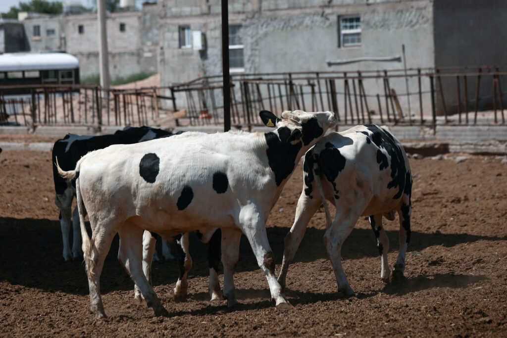 0510c53f6f3243ac668c7d5a8771d54f45be9d51w-1024x683-1 Ganaderos Chihuahua refuerzan medidas sanitarias por plaga de gusano barrenador - 0510c53f6f3243ac668c7d5a8771d54f45be9d51w-1024x683