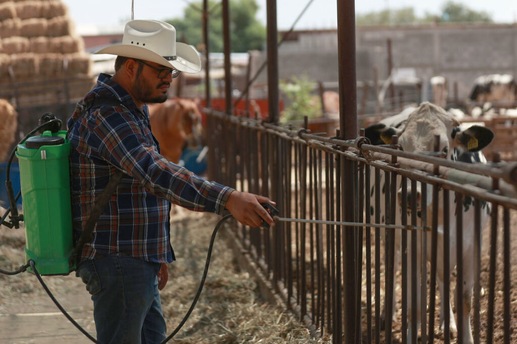 1e496cadd3feedd1a842a74391d5db619dd43eedw-1024x682-1 Ganaderos Chihuahua refuerzan medidas sanitarias por plaga de gusano barrenador - 1e496cadd3feedd1a842a74391d5db619dd43eedw-1024x682