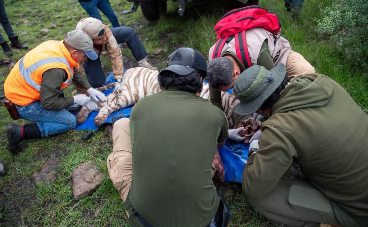 captura-de-tigre-de-bengala-en-tepetlaoxtoc Capturan a tigre de bengala que escapó en Tepetlaoxtoc; está herido - captura-de-tigre-de-bengala-en-tepetlaoxtoc