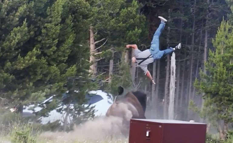 embestida-de-bisonte-a-turista-en-yellowstone