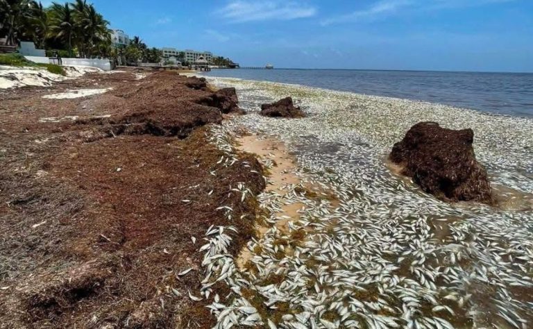 peces-muertos-en-playas-de-quintana-roo