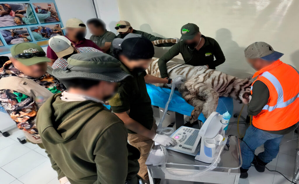 Clausuran Animal Experience tras escape y muerte del tigre de Bengala 'Kenzo' en Edomex - profepa-clausura-animal-experience-tras-escape-y-muerte-del-tigre-de-bengala-kenzo-en-edomex-1-1024x631