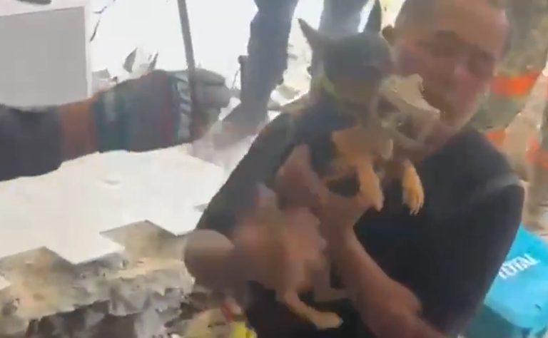 rescatan-con-vida-a-sarita-perrita-atrapada-entre-escombros-en-venezuela