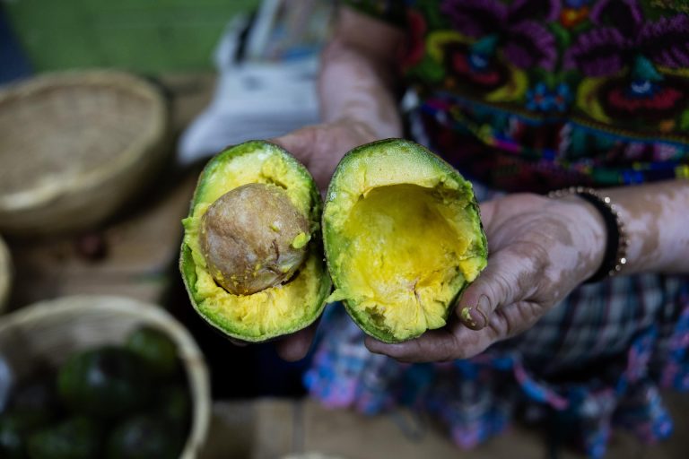 aguacate-aguacates-michoacan