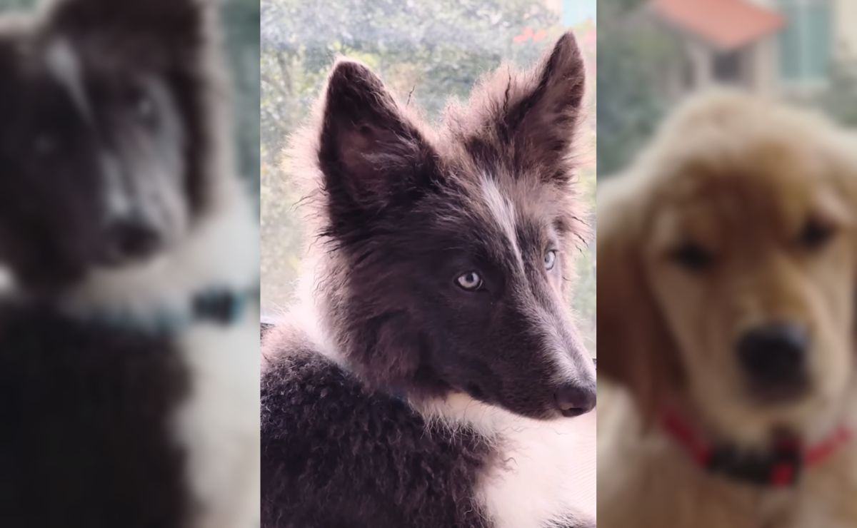 Multihomicida revela por qué mató a la mascota de Jonathan Meléndez - mila-mascota-de-jonathan-melendez