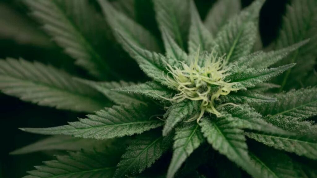 SCJN permite cannabis en alimentos para consumo recreativo - sin-pruebas-de-que-el-cannabis-medicinal-sea-eficaz-para-la-depresion-o-la-ansiedad-1-1024x576