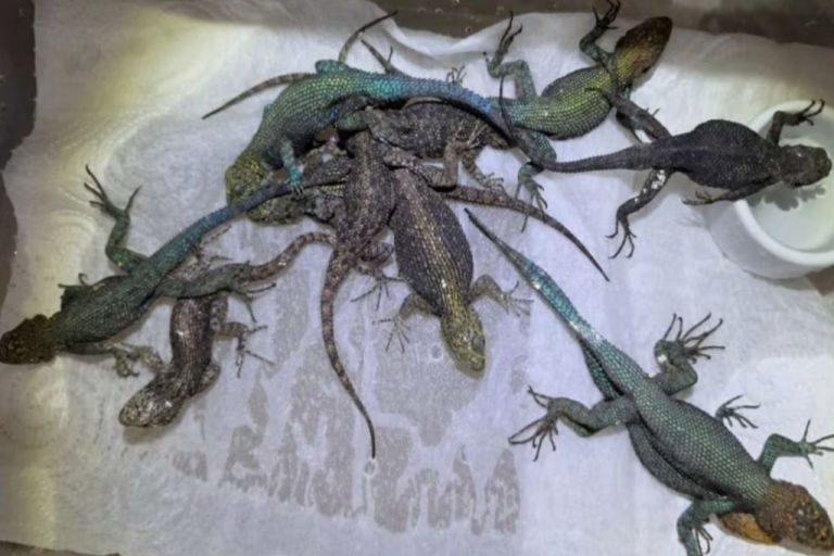 alemania-descubre-reptiles-ocultos-en-maleta-de-mexicano-cuantos-llevaba-y-como-los-escondio-1024x683-1