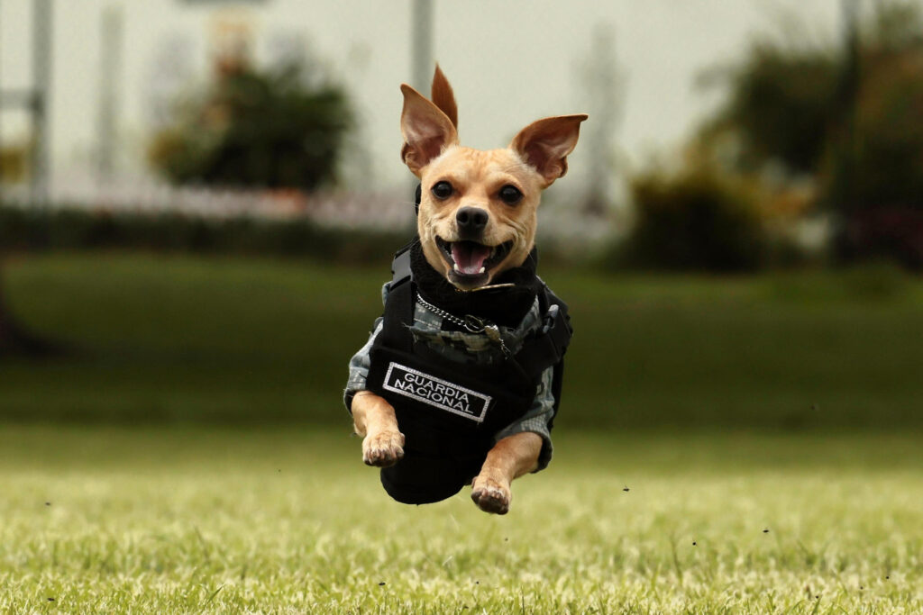 De la adopción al desfile, ¿conoces la historia de 'Comando Chihuahua'? - de-la-adopcion-al-desfile-conoces-la-historia-de-comando-chihuahua-2-1024x683