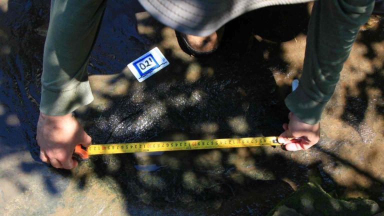 hallan-en-michoacan-huellas-de-tiranosaurios-de-hace-65-millones-de-anos