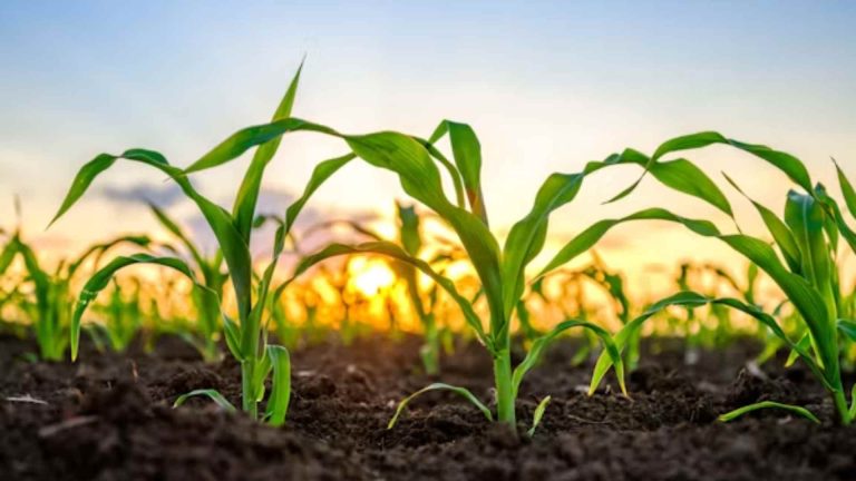 los-ministros-de-comercio-del-g20-condenan-la-instrumentalizacion-de-los-alimentos